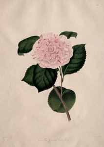 Illustrations and Descriptions of the Natural Order Camellieae: No. 41