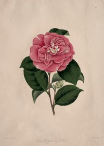 Illustrations and Descriptions of the Natural Order Camellieae: No. 44