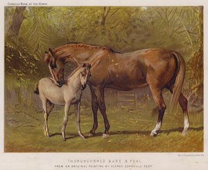 Thoroughbred Mare and Foal by Alfred Chantrey Corbould