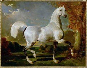 Arab Thoroughbred