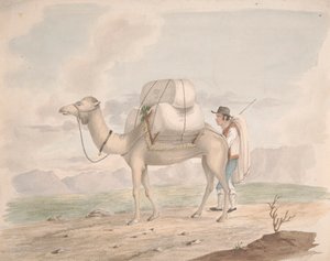 Loaded Camel