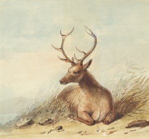 Elk, Rocky Mountains, c.1837