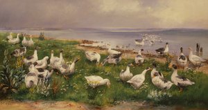 Geese