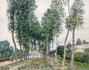 Alley of Poplars along the Loing