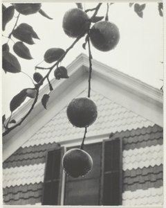 Gable and Apples by Alfred Stieglitz