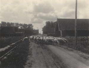 Going to Pasture by Alfred Stieglitz