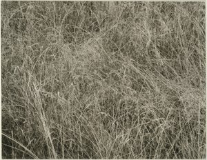 Grass