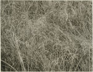 Grass