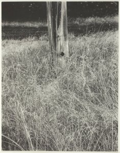 Grass and Flagpole by Alfred Stieglitz