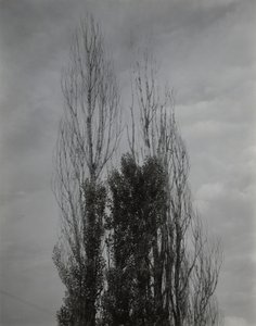 Poplars—Lake George by Alfred Stieglitz