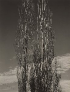 The Two Poplars, Lake George by Alfred Stieglitz