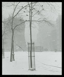 Tree in Snow, New York City by Alfred Stieglitz