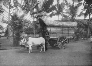 A Ceylon Bullock Cart