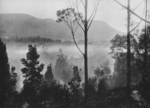 The Early Morning Mist Rising at Nuwara Eliya