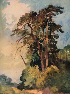 Study of Trees