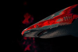 Bait, 2018