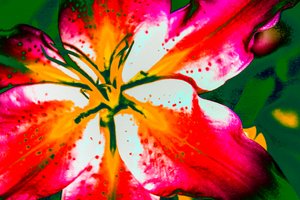 California Lily, 2016