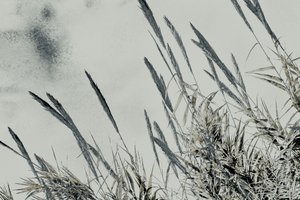 Harvest, 2017