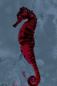 Seahorse, 2018