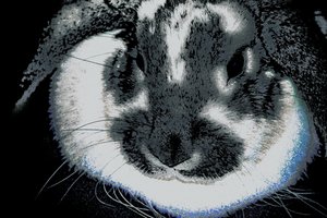 Year of the Rabbit, 2022