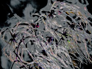 Countryfile, 2015 by Alice Gur-Arie