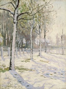 Poplars in the Snow