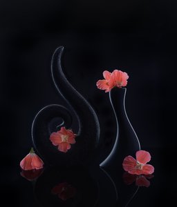 Coral Blooms on Black by Alice Sheng