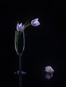 Elegant Purple Tulips by Alice Sheng