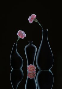 Sleek Floral Still Life by Alice Sheng