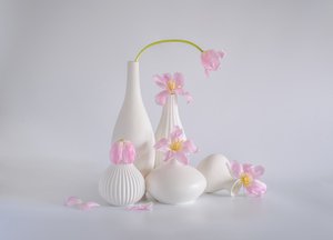 Soft Pink Tulip Still Life by Alice Sheng