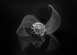 Spiral Shell Reflection by Alice Sheng
