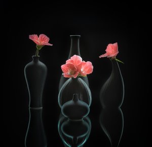 Still Life 45 by Alice Sheng