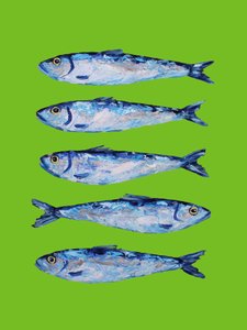 Fresh Blue Sardines