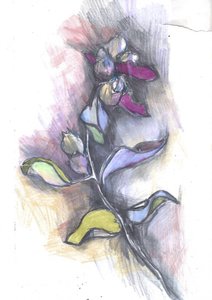 Colorful Botanical Sketch