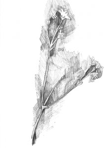 Delicate Botanical Sketch