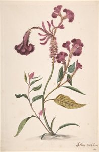 Study of a Hanekam Celosia argentea, n.d. by Alida Withoos