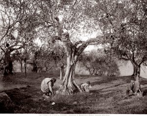 Children Picking Olives Among the Olive Trees, on a Hill in Santa Margherita a Montici, Florence