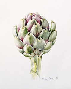Artichoke Study by Alison Cooper