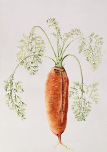 Carrot from My Garden