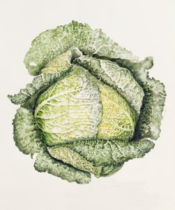 Savoy Cabbage by Alison Cooper