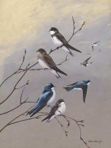 Swallow by Allan Brooks by Allan Brooks