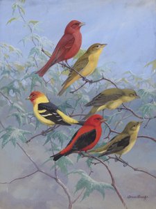 Tanagers by Allan Brooks by Allan Brooks