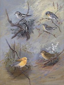 Warblers 002 by Allan Brooks by Allan Brooks