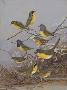 Warblers 003 by Allan Brooks by Allan Brooks