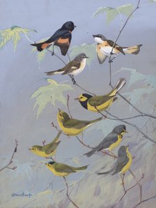 Warblers by Allan Brooks by Allan Brooks