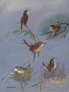 Wren by Allan Brooks by Allan Brooks