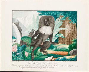 A Macaque, 1837