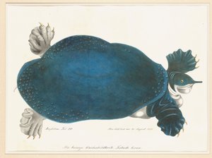 American Softshell Turtle or Trionyx, formerly called Blue Turtle