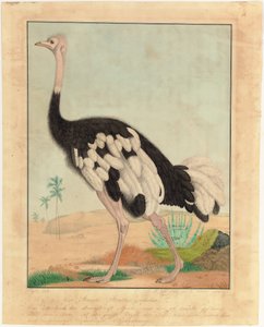 An Ostrich, in Profile, in a Desert Landscape