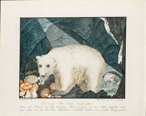 The White Bear